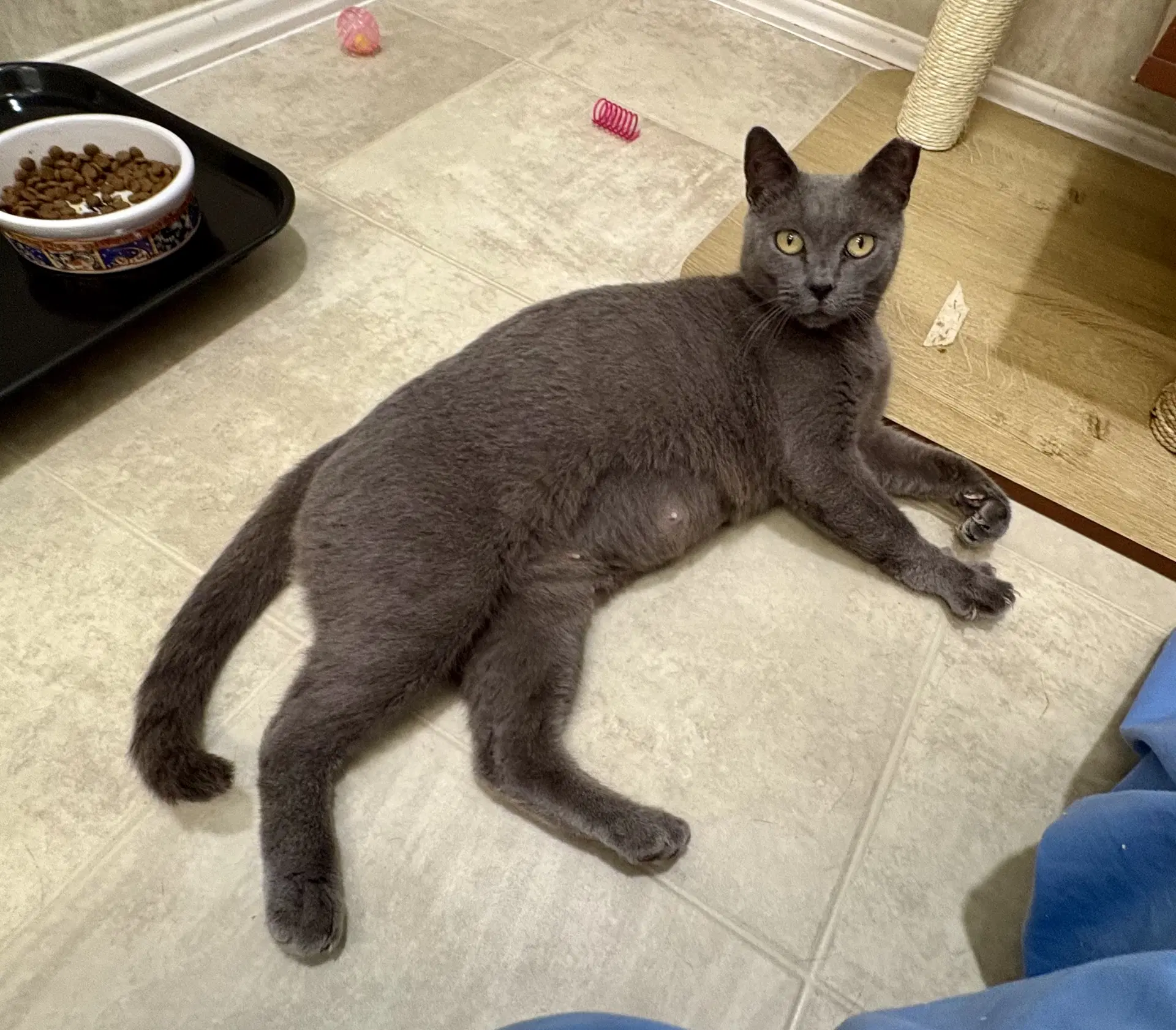 Whitney - Domestic Short Hair