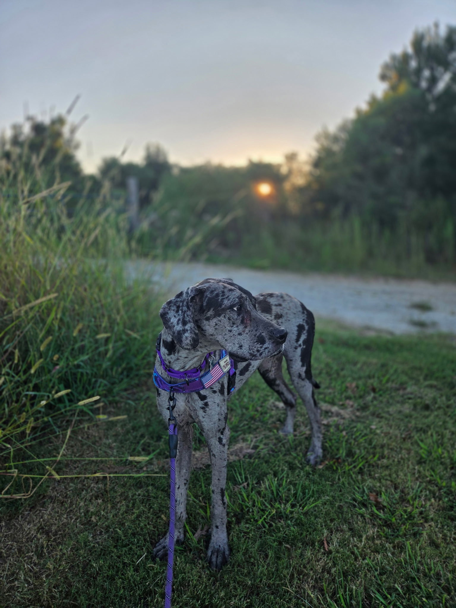 Maxine, Great Dane
