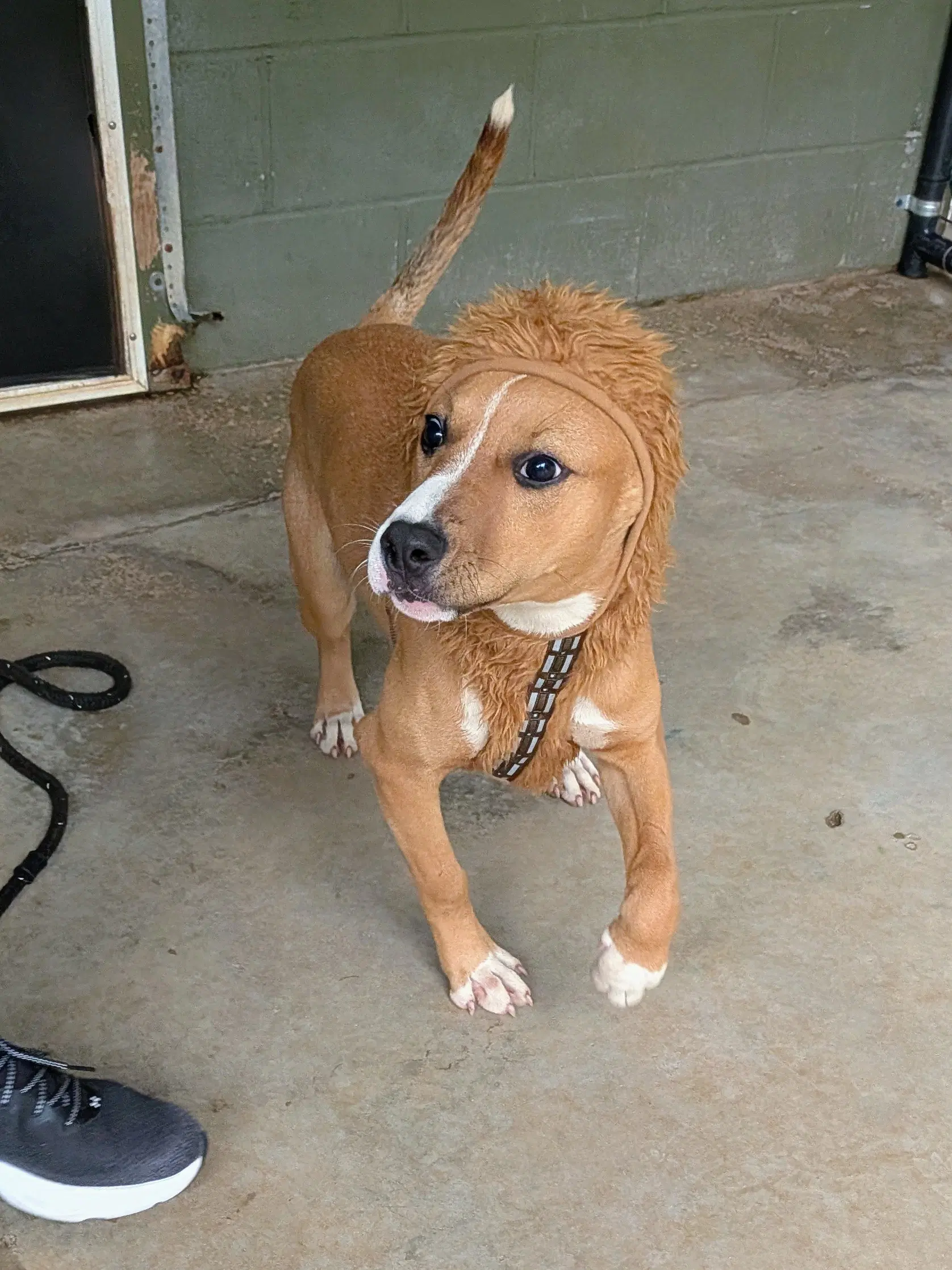 Cooper image 3