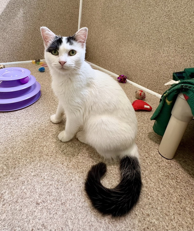 Suzi, an adult female cat up for adoption