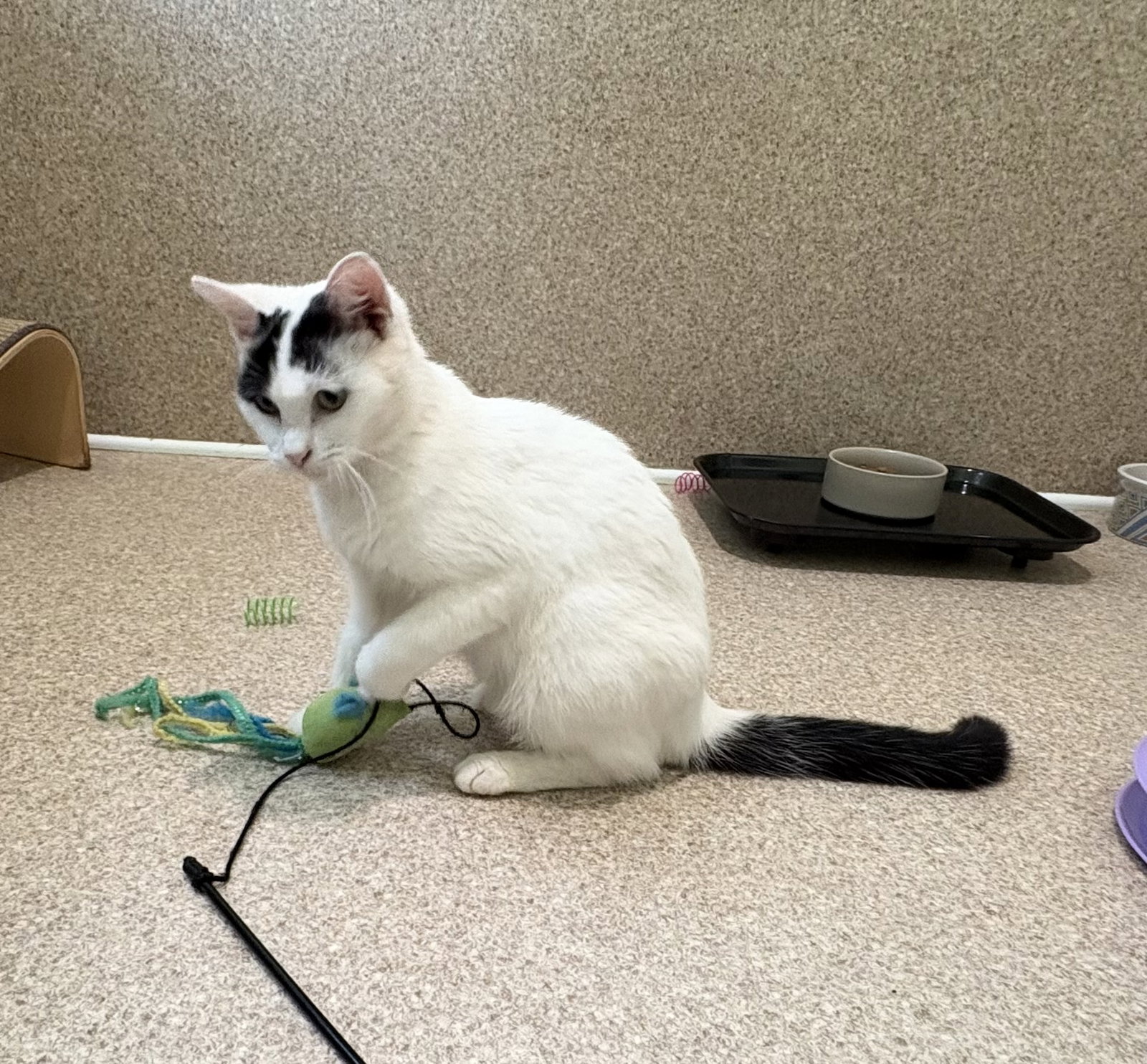 Suzi, photo 3
