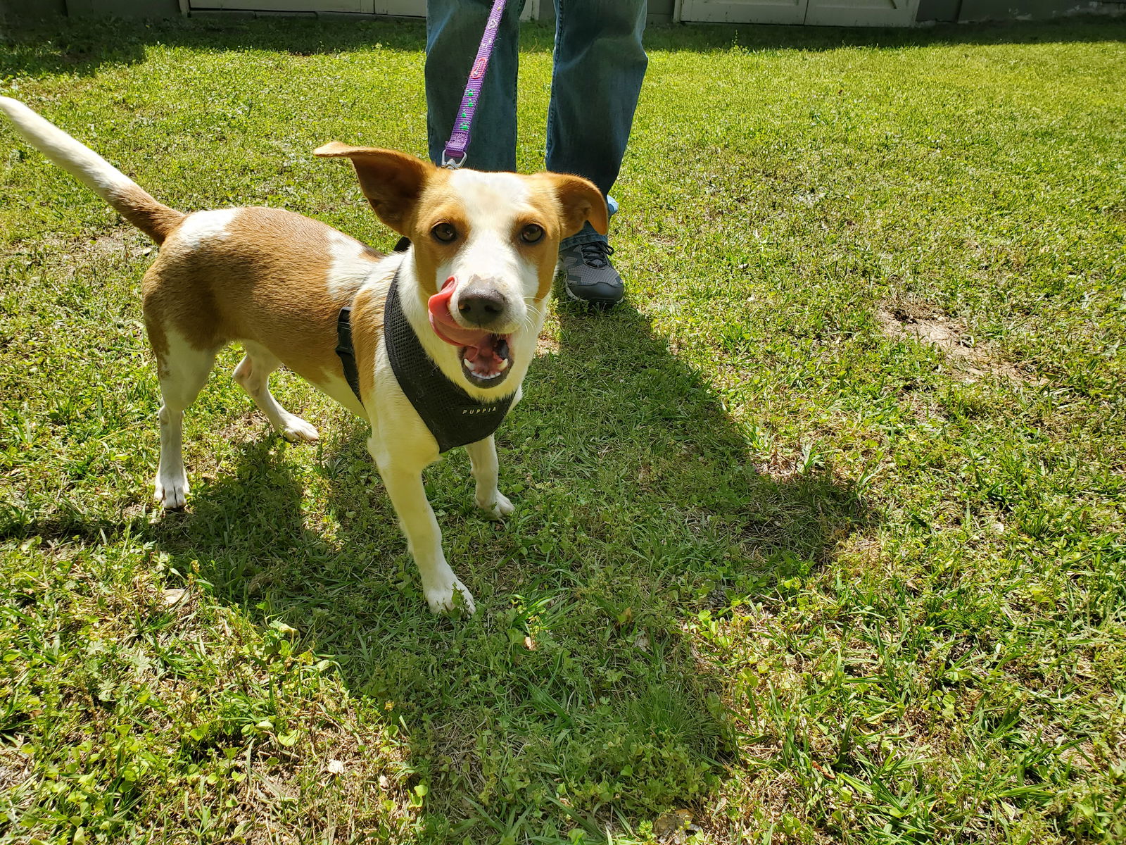 Dog for Adoption - April, a Jack Russell Terrier in Spalding County, GA ...