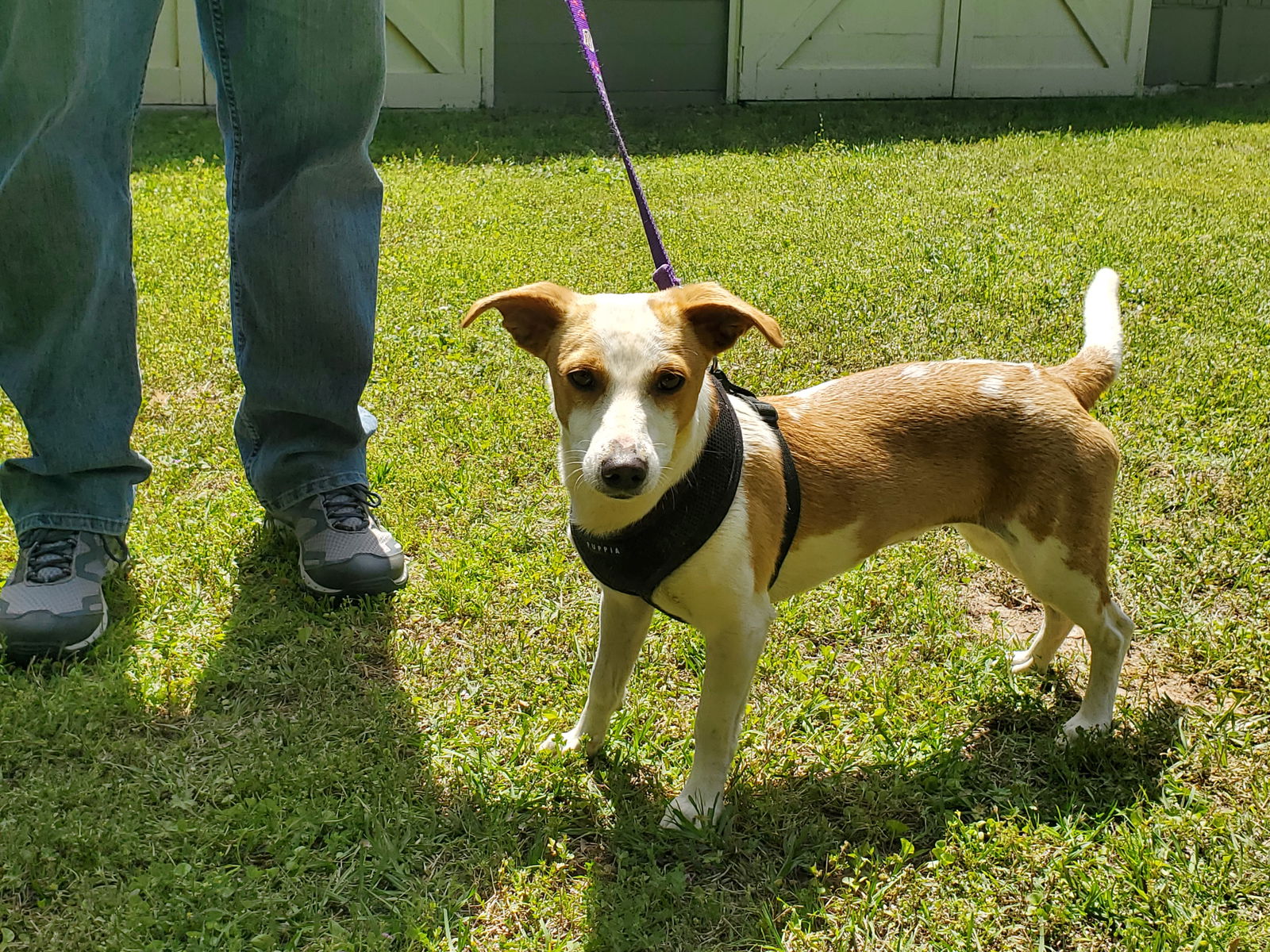 Dog for Adoption April a Jack Russell Terrier in Spalding County GA 