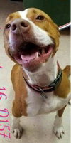 Lucy-Foster Needed