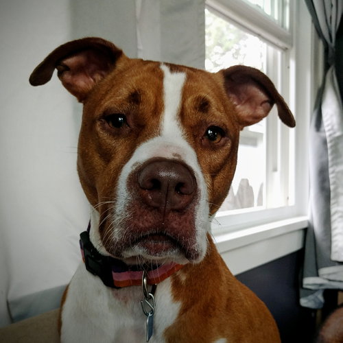 Lucy-Foster Needed