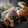 Lucy-Foster Needed