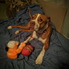 Lucy-Foster Needed