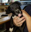 Douglas -puppy
