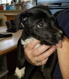 Douglas -puppy