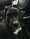 Douglas -puppy
