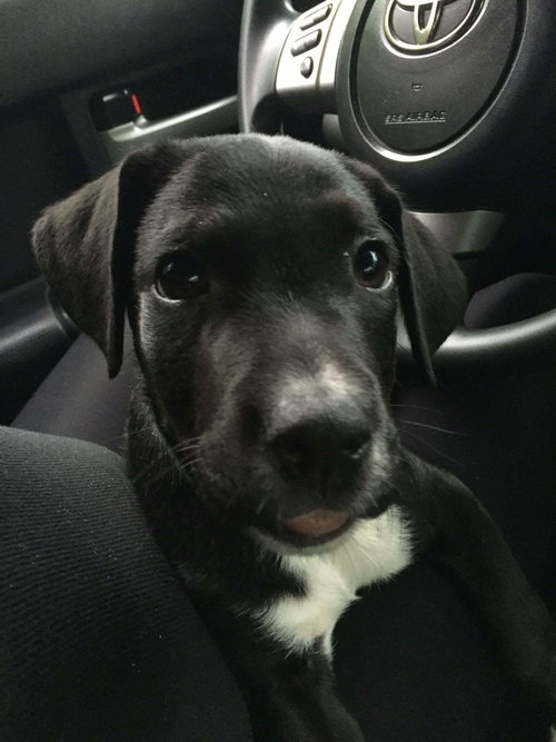 Douglas -puppy