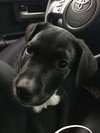 Douglas -puppy