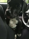 Douglas -puppy