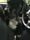 Douglas -puppy