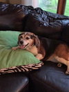 Miss Ellie