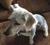 Chester