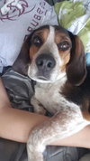 Bo