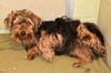 Atticus -Terrier