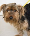 Atticus -Terrier