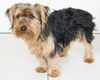 Atticus -Terrier