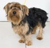Atticus -Terrier