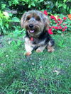 Atticus -Terrier