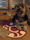 Atticus -Terrier