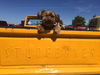 Atticus -Terrier