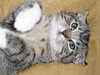 Little