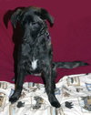 Dixie