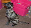 Dixie