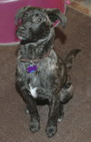 Dixie