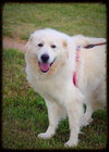 Lilly