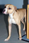Boscoe