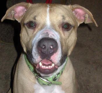 Boscoe