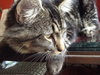 Hermy