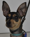 Bindy -Pup