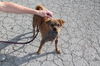 Gidget