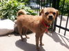 Gidget
