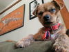 Gidget
