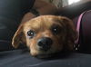Gidget