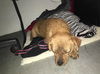 Gidget