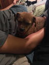 Gidget