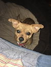Gidget