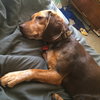 Cletus