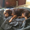 Cletus