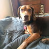 Cletus