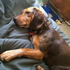Cletus