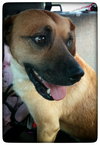 Brutus