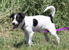 Spot -puppy
